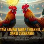 Mengenal Ayam Bangkok: Raja Sabung Ayam yang Tak Tertandingi
