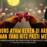 Mengenal Ayam Bangkok: Raja Sabung Ayam dengan Peluang Menang Tinggi