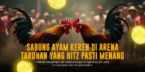 Mengenal Ayam Bangkok: Raja Sabung Ayam dengan Peluang Menang Tinggi