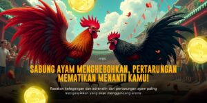 Mengenal Ayam Birma: Raja Sabung Ayam Paling Ditakuti