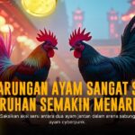 Ungkap Kehebatan Ayam Bangkok: Raja Sabung Ayam SV388